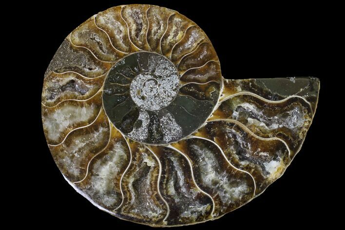 Cut & Polished Ammonite Fossil (Half) - Agate Replaced #146213